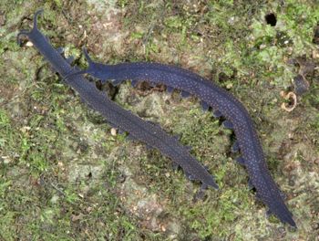 Media type: image; Invertebrate Zoology 29204